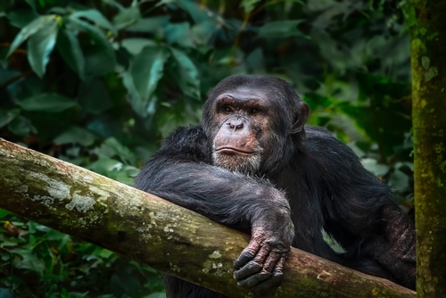 A chimpanzee, a species commonly referred to as a human ancestor in popular media. The chimpanzee is resting one arm over a thick tree branch in a lush, green forest environment.
