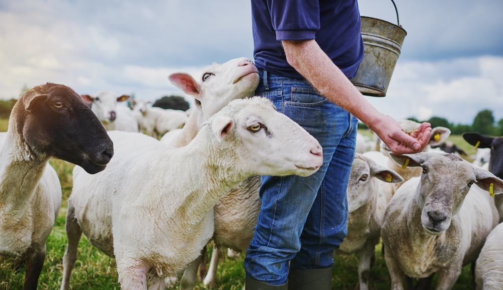 A farmer giving feed to his flock of sheep