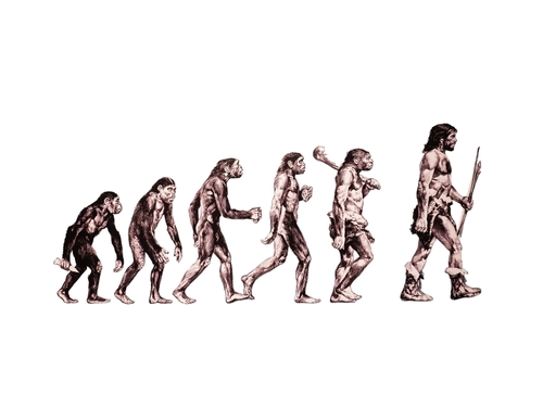 A "March of Progress" illustration. This popular depiction shows a linear progression of six stages of human evolution, beginning with an apelike ancestor and ending with Homo sapiens.