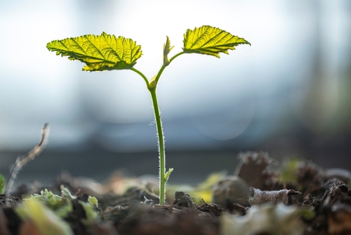 A seedling plant grows from the forest floor, illustrating the growth and flourishing of Christian faith.