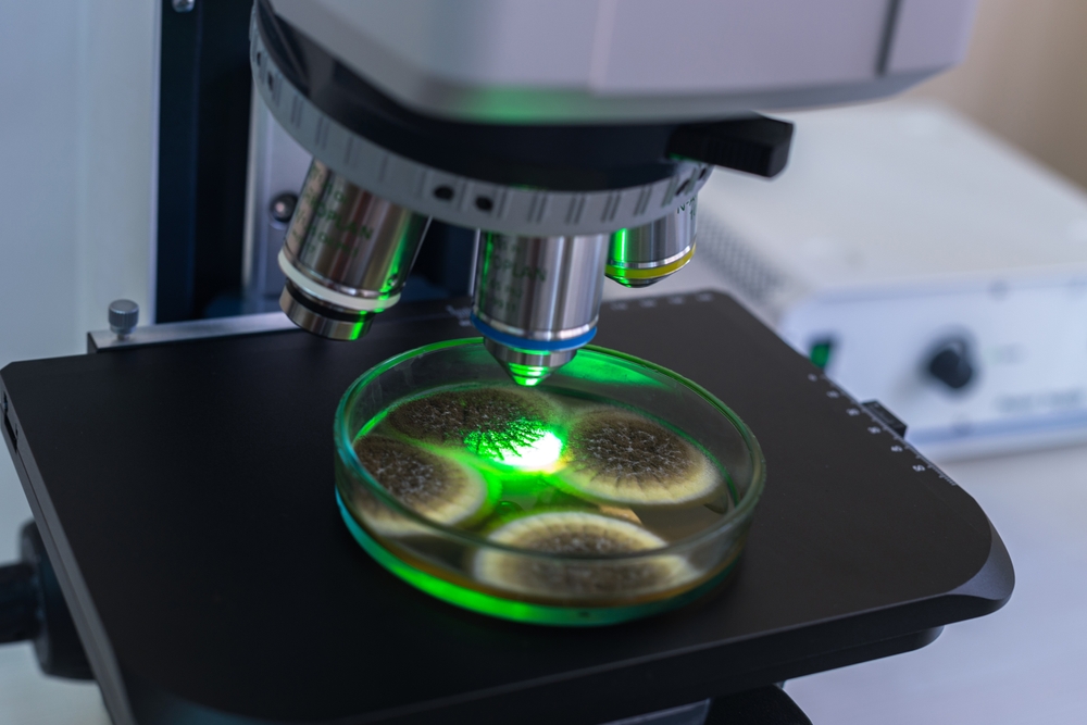 A microscope and Petri dish looking for evidence of a Creator God