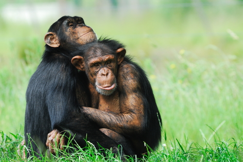 A young chimpanzee sitting in green grass while embracing another chimpanzee—one of the great apes many claim share a common ancestor with modern humans and often referenced in discussions of human evolution.