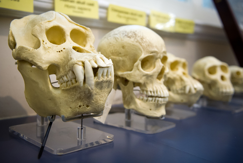 A museum display showing a row of primate and early hominin skull casts—including a prominently featured ape skull with large canine teeth—arranged to promote human evolution, common ancestors shared between humans and other apes, and gradual anatomical changes leading to modern humans (Homo sapiens) over millions of years.
