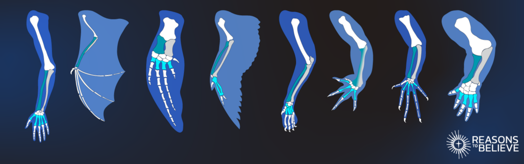 Diagram of different fossil and bone structures as an issue with Macroevolution
