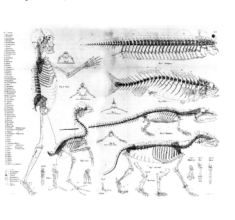 A detailed 19th‑century anatomical illustration compares the skeletons of several vertebrates, including a human, a birdlike creature, a fish, and quadrupedal mammals. The diagram highlights how corresponding skeletal elements align across species according to the concept of a vertebrate archetype, as proposed by Sir Thomas Owen.